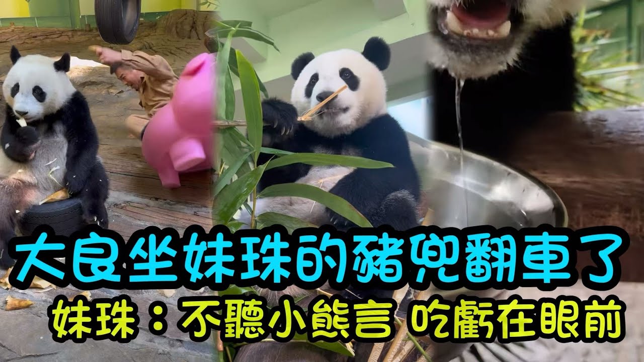 大良坐進妹珠的豬兜裡面，翻車了摔了個大馬哈，妹珠說，剛才我還扶了外公一下，不然早就摔倒了#panda #cutepanda  #熊貓妹珠