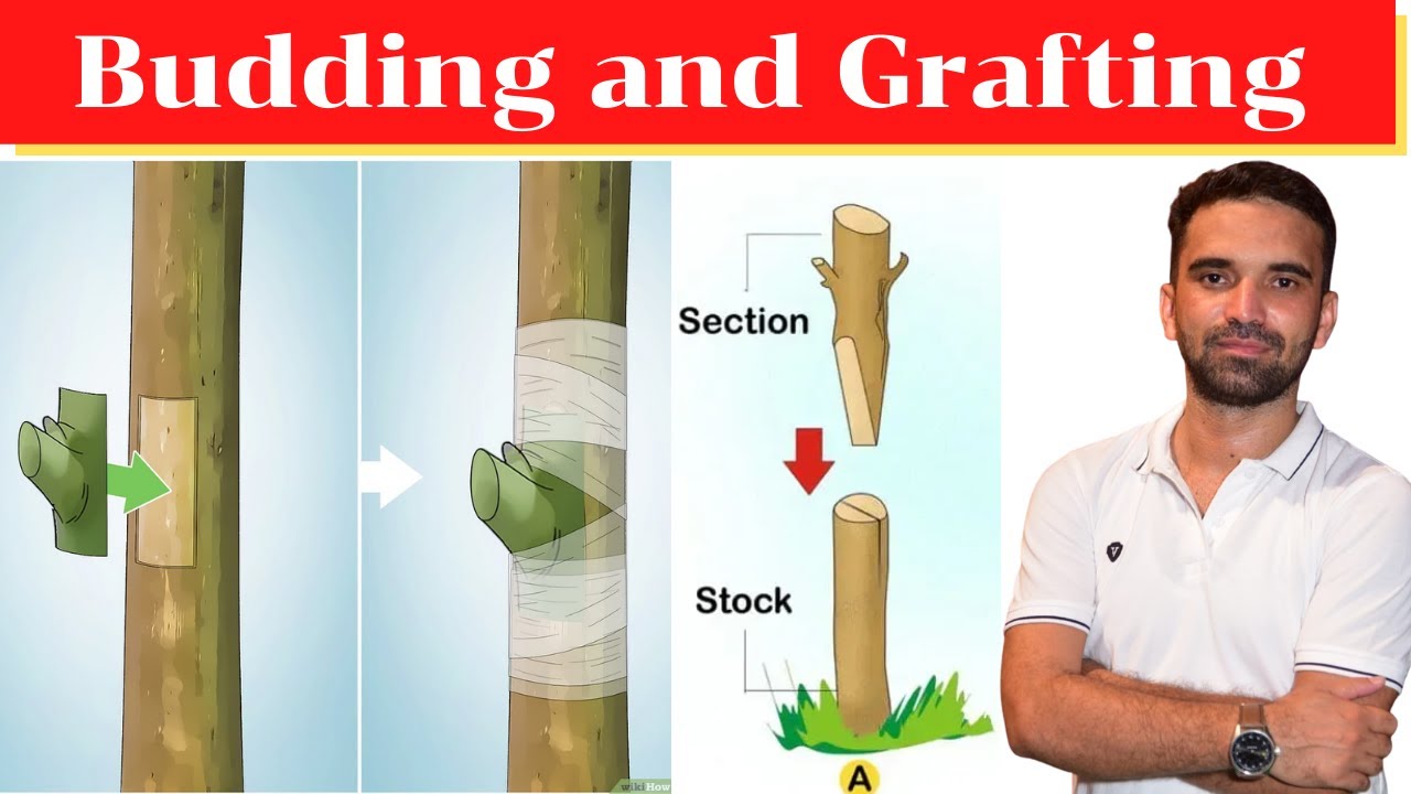 PROPAGATION || Budding & Grafting/कलिकायन व उपरोपण || AFO,  AAO, AO, JRF, कृषि पर्यवेक्षक