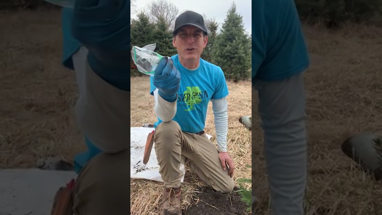 Planting Bareroot evergreens & how to care for them.