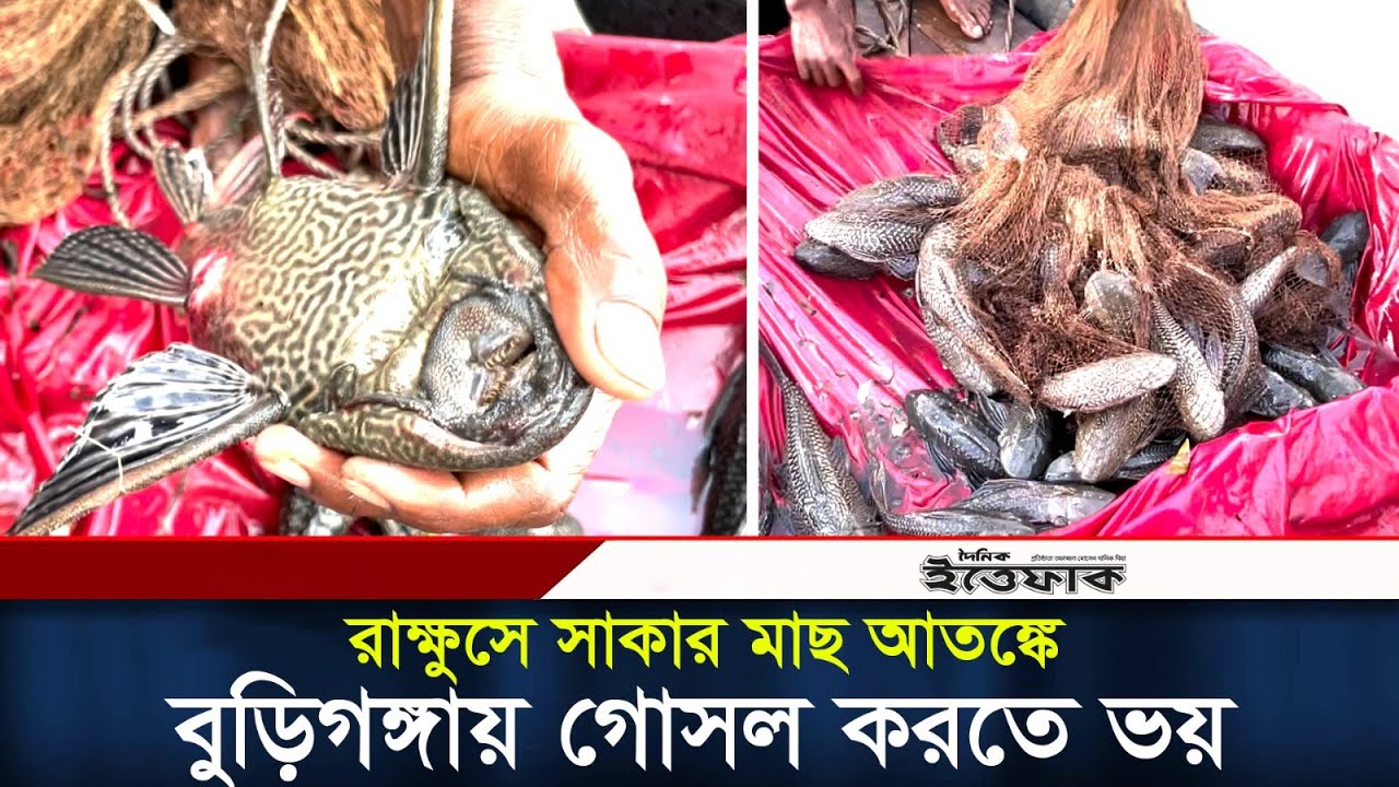 বুড়িগঙ্গার সব মাছ খেয়ে ফেলেছে ভয়ঙ্কর সাকার মাছ | Buriganga | Sucker Fish | Daily Ittefaq