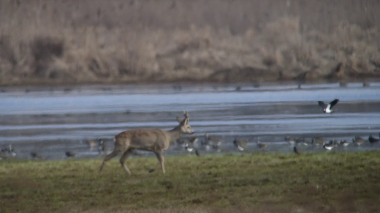 Awifauna Doliny Krzny w oczach kozła