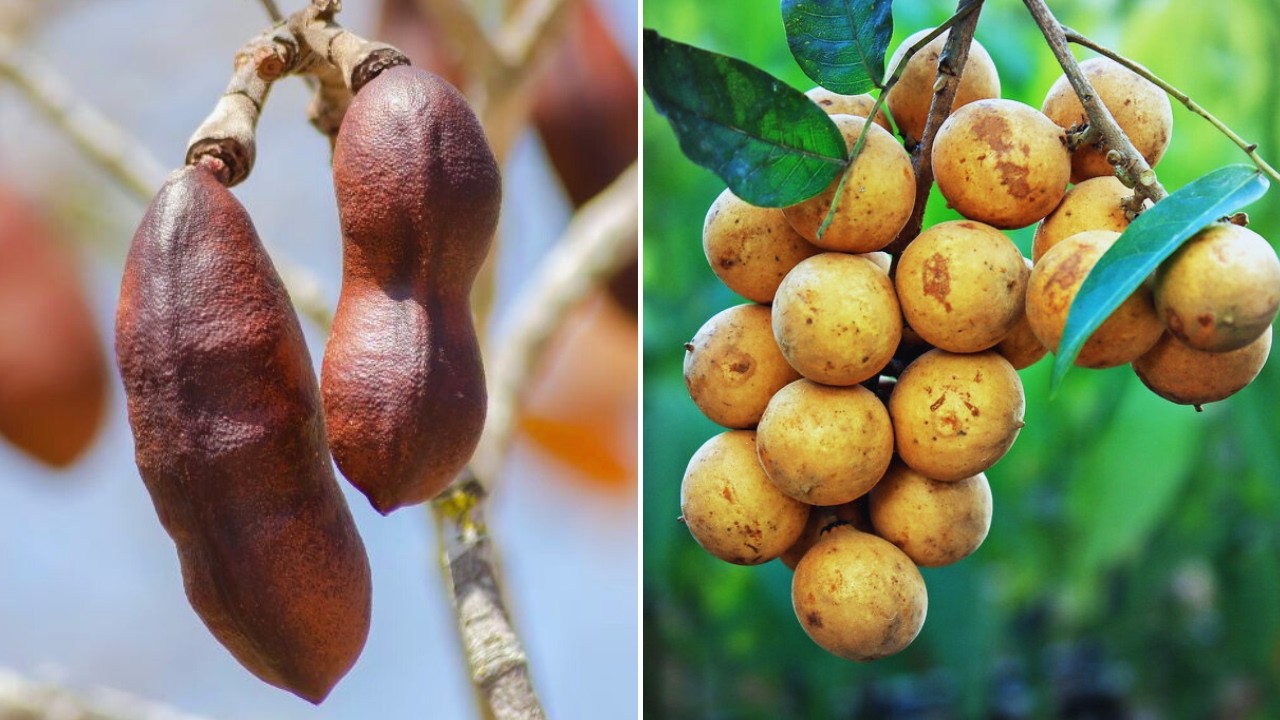 FRUTAS INCRÍVEIS DA BIODIVERSIDADE BRASILEIRA QUE IRÃO TE SURPREENDER