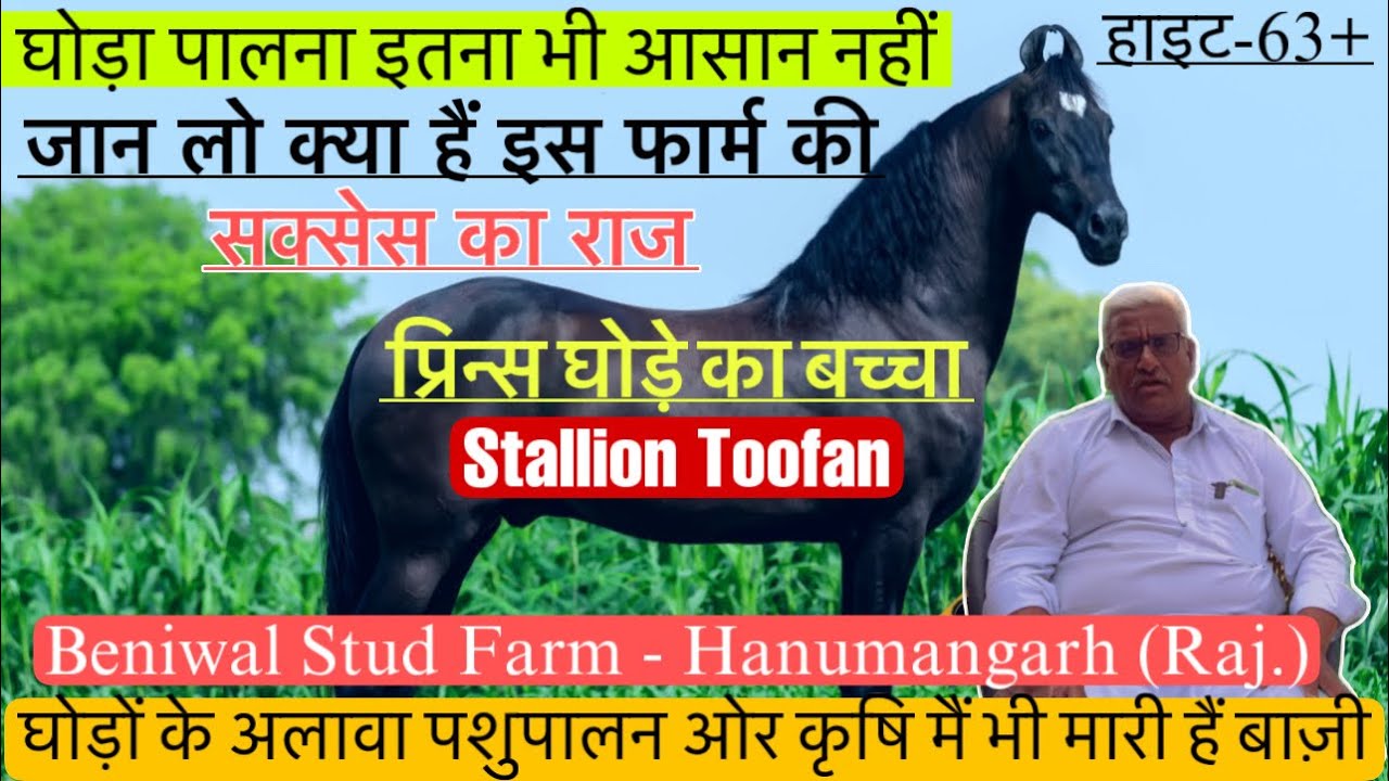 प्रिन्स घोड़े का बच्चा तूफ़ान ओर क्या हैं बेनीवाल फार्म का सक्सेस का राज जान लो !