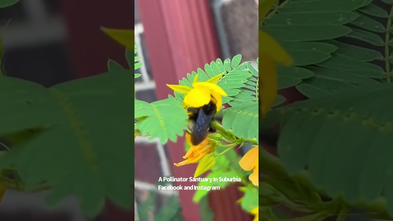 Partridge Pea Is An Awesome Ecoregion Native Plant