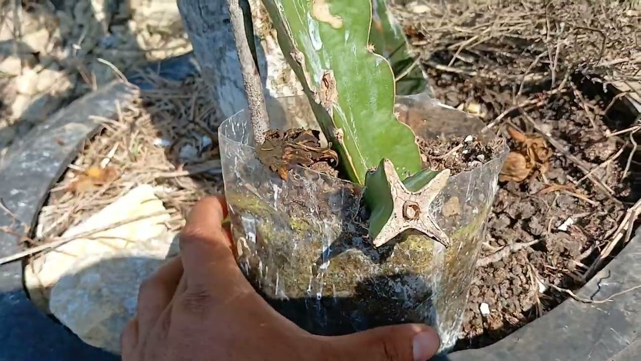 más y más botones de diferentes variedades de pitahaya