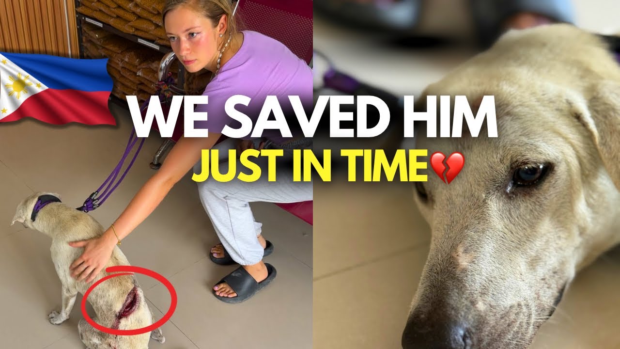 Спасаем раненую уличную собаку, которую мы нашли на Филиппинах💔