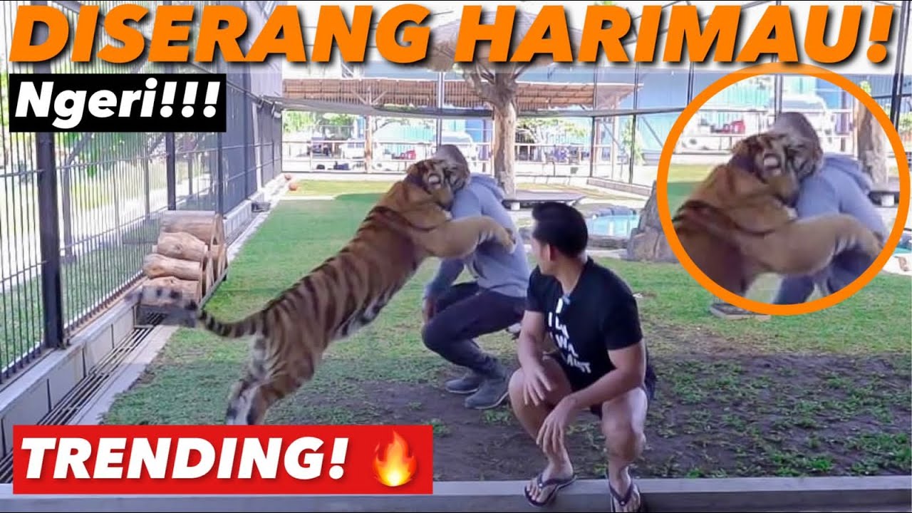 MASUK KANDANG HARIMAU !! LANGSUNG JADI TARGET 😱😱