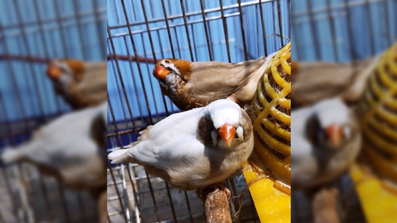 الزيبرا فنش جامبو ( تفريق الجنس التفريخ الغذاء ) معلومات كاملة
