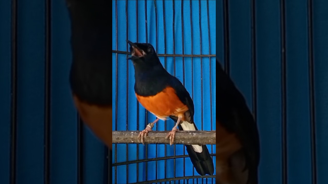 SUARA BURUNG MURAI MEMANCING BUNYI MURAI NGELOWO