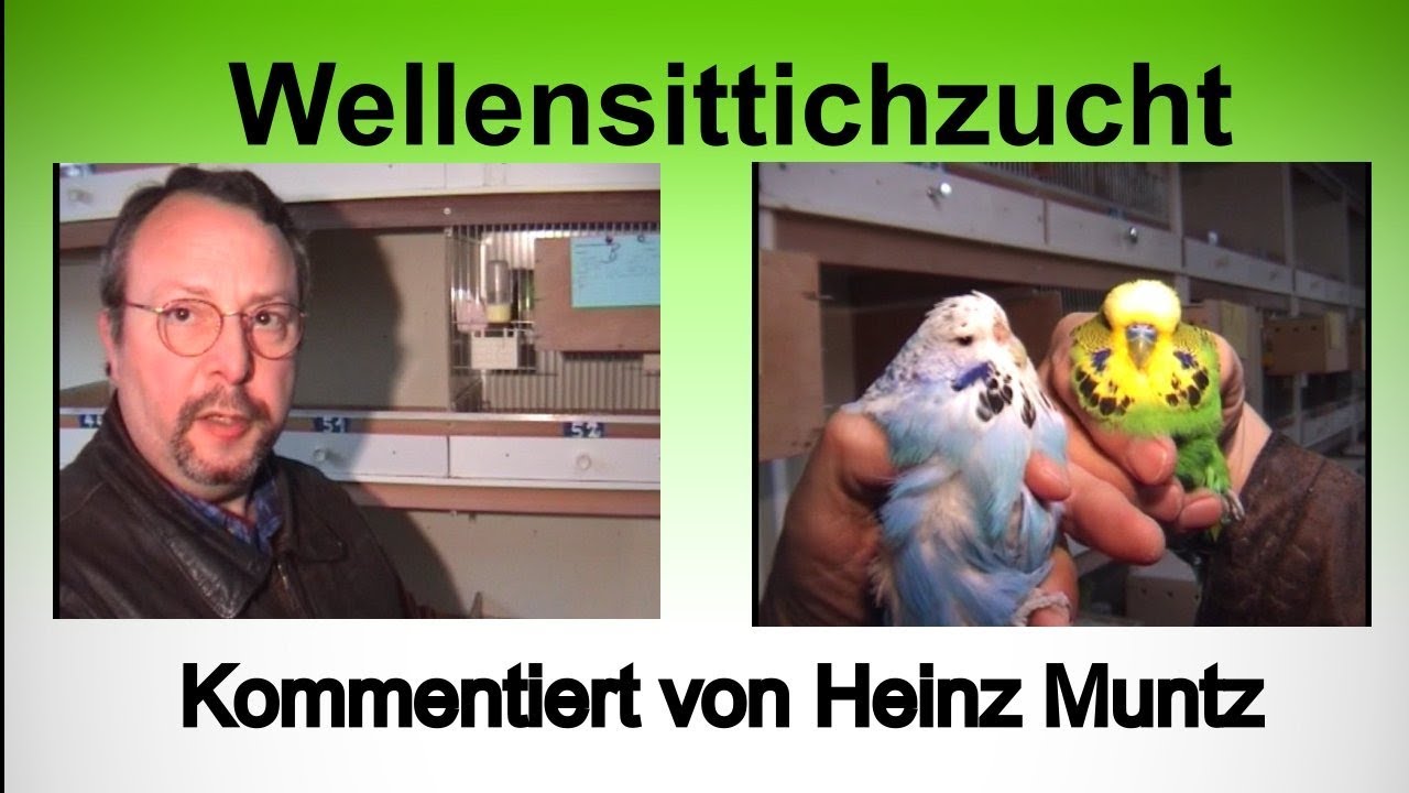 Wellensittichzucht, budgerigar breeding, grasparkiet fokken.