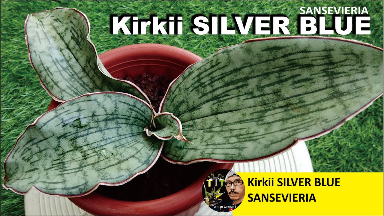 kirkii SILVER BLUE || SANSEVIERIA SILVER BLUE || MAKIN DICARI