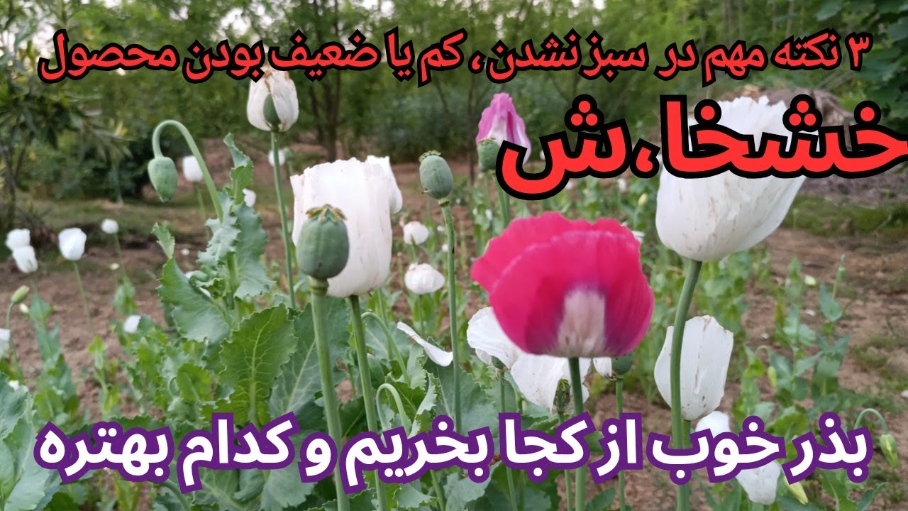 نکات مهم در کاشتن بذر خشخا،ش و انتخاب آن که باعث نتیجه بسیار بیشتر و قابل توجه می‌شود