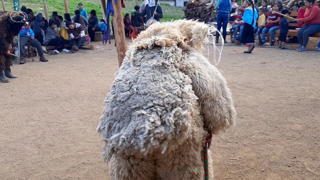 Baile del Oso - Danza tradicional del Pueblo Kichwa Saraguro en la Navidad.