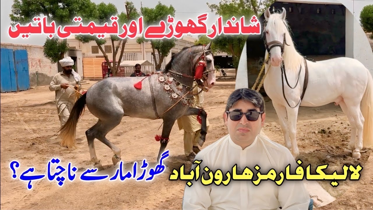Most Beautiful Pakistani Horses | Rare Dancing Breeds from Laleka Farm - Ghoda Mela Highlights 2025