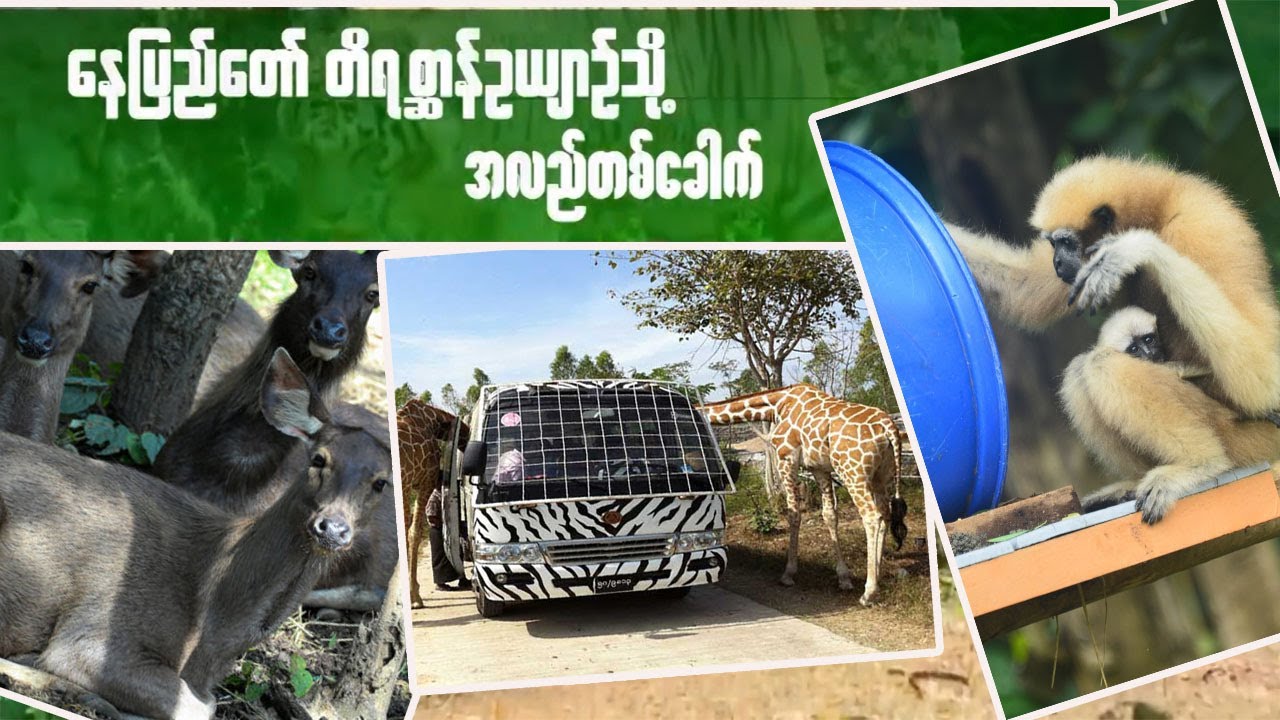 နေပြည်တော် တိရစ္ဆာန်ဥယျာဉ်သို့ အလည်တစ်ခေါက် | 𝑻𝒓𝒂𝒗𝒆𝒍 𝑽𝒍𝒐𝒈