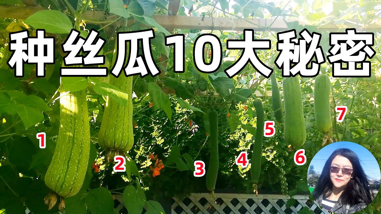 Secrets of Growing Tons of Loofah/Sponge gourd 没有比这更好的方法了, 让您少踩坑, 丝瓜多到摘不完, 看一遍就明白了, 种丝瓜/水瓜/胜瓜