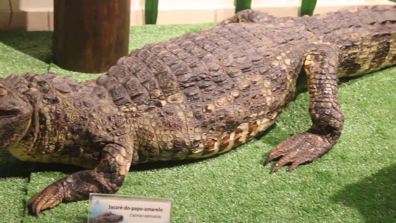 Conhecendo a Exposição de Longa Duração do Mucin Litoral Norte: suas belezas e fragilidades