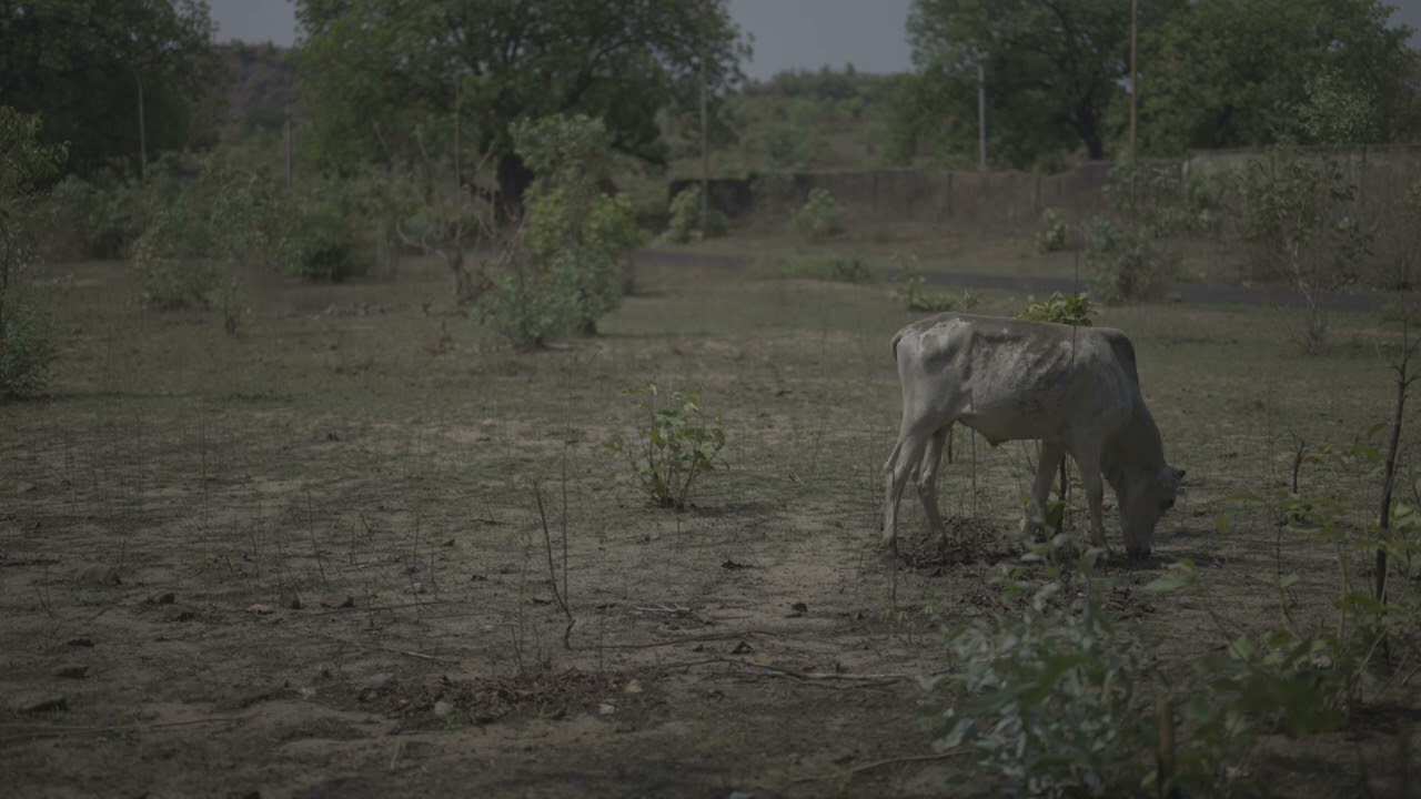 Download Nikon N-log practice footage for color grading | color correction | davinci resolve