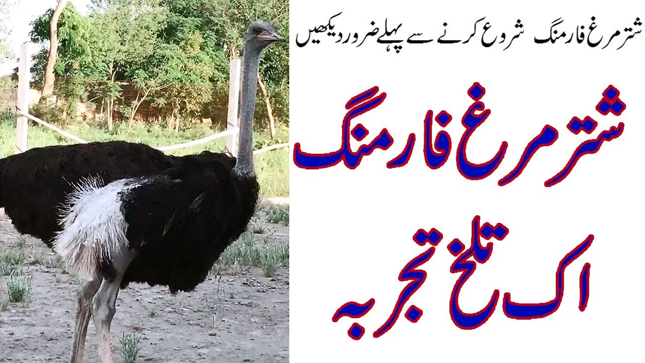 Ostrich Farming in Punjab (punjabi)