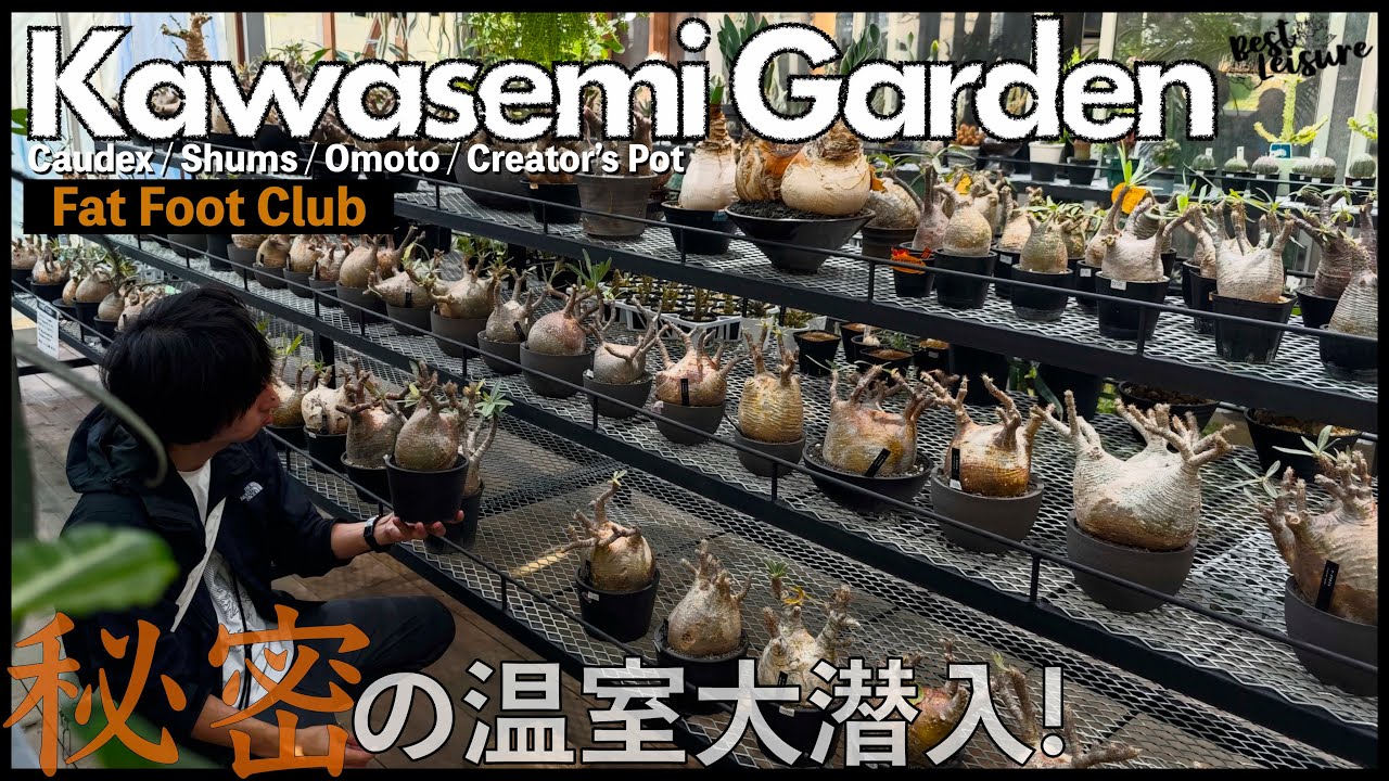 【Kawasemi Garden / Fat Foot Club】福岡出張で訪れた塊根植物の楽園で発根管理9割の秘密の温室に大潜入！｜園芸店｜多肉植物｜塊根植物｜アガベ｜パキポディウム｜ユーフォルビア