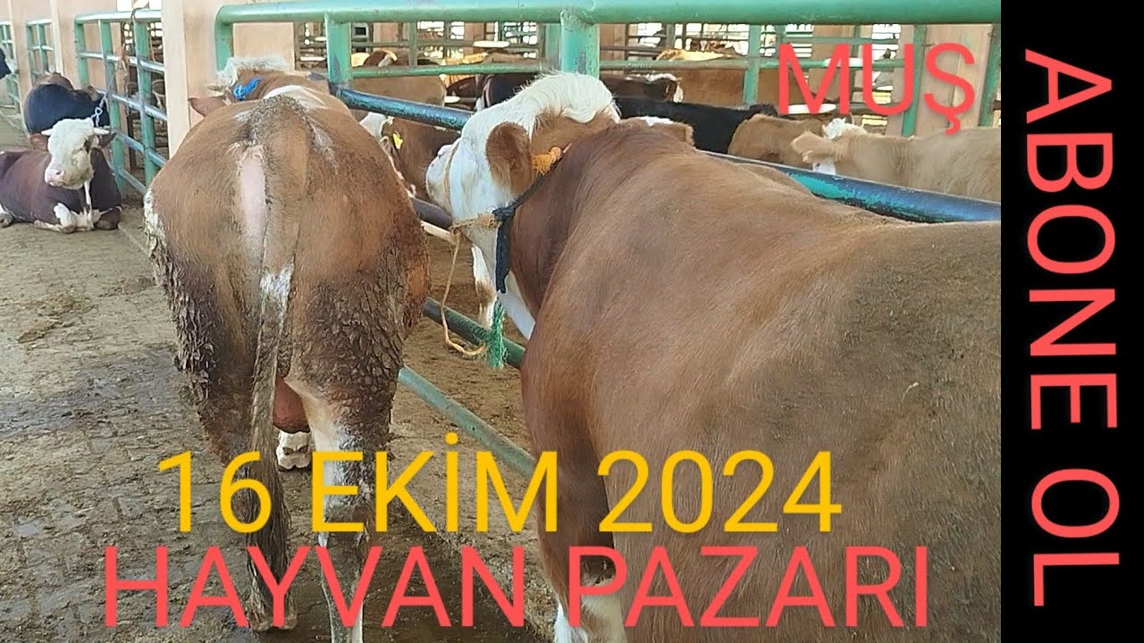 16 EKİM 2024 HAYVAN PAZARI FİYATLARI⁉️ #hayvanpazari #büyükbaş #küçükbaş #cow #inek #koyun #kuzu