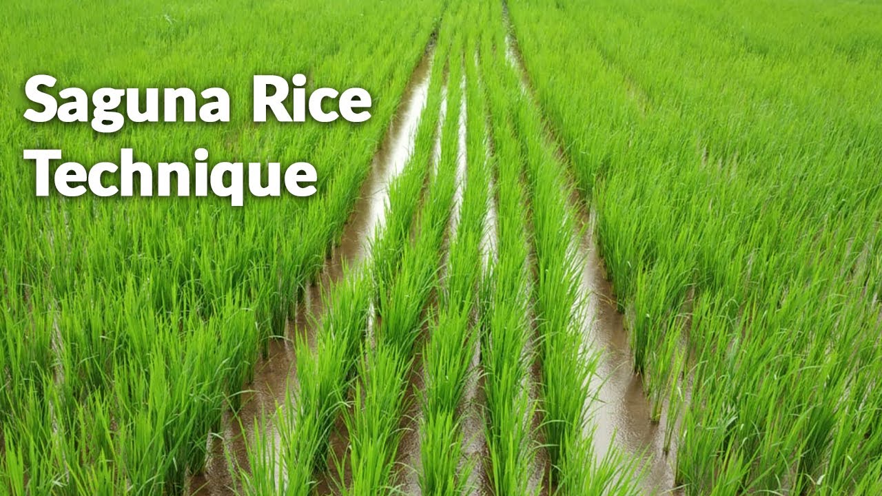 Saguna Rice Technique