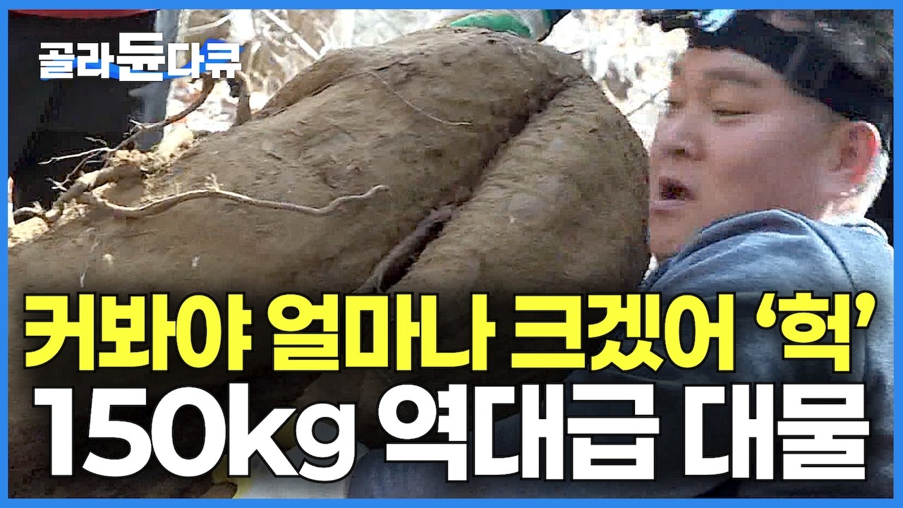커봐야 얼마나 크겠어 우습게 보고 돈 벌러 산에 올랐다가 정말 죽는 줄 알았다｜씨가 말라 죽은 산 아래 역대급 대물에 헉｜좋은 줄만 알았던 칡의 진짜 정체｜극한직업｜#골라듄다큐