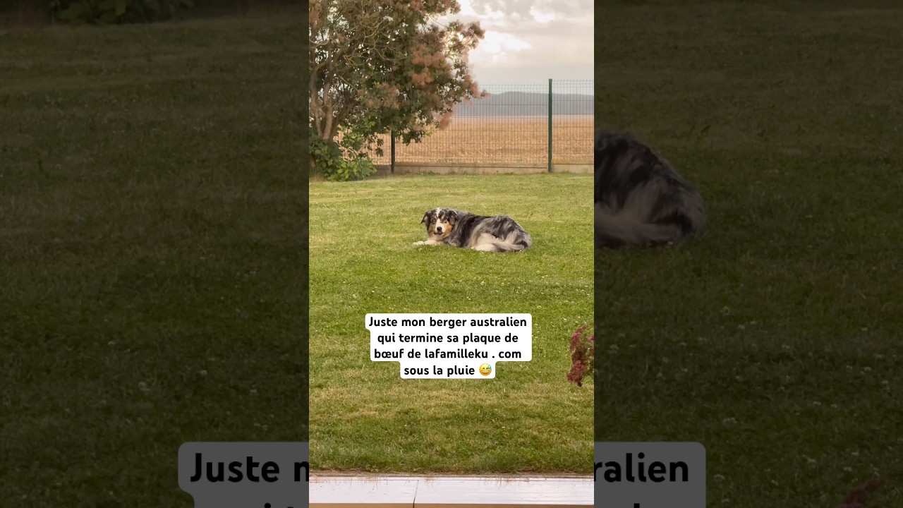 Mon berger australien qui mange sous la pluie, pourquoi ?? 🤣 