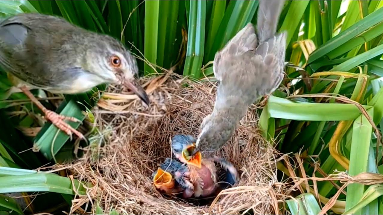 Both bar winged prinia birds try to get food from their mother