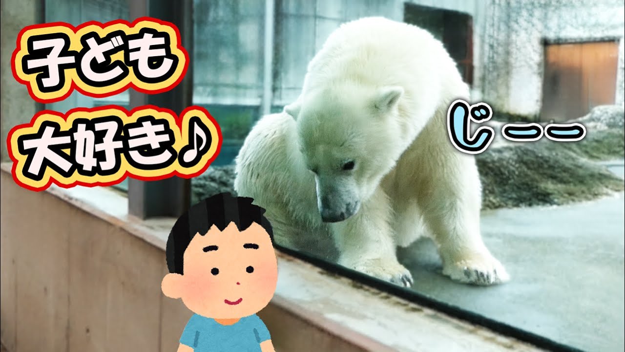 ポロロ とくしま動物園｜Polar bear ホッキョクグマ シロクマ｜しろくまTV