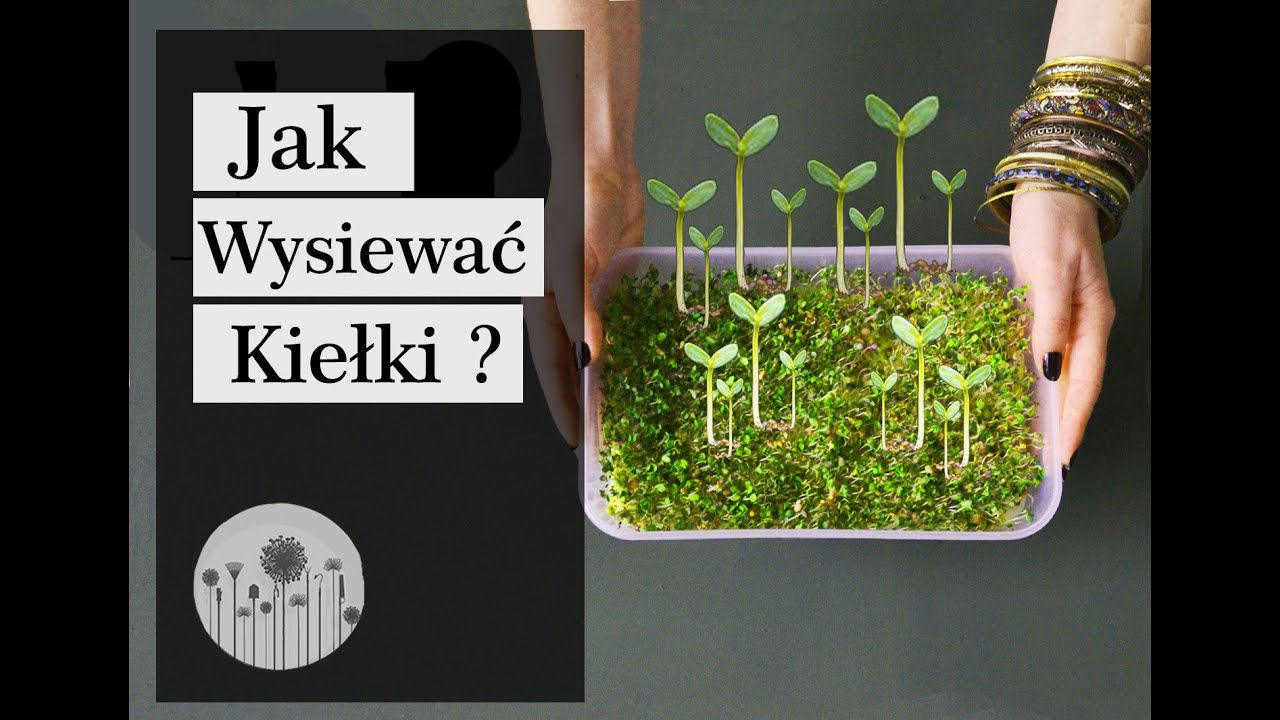 Jak wysiewać nasiona na KIEŁKI na 3 różne sposoby