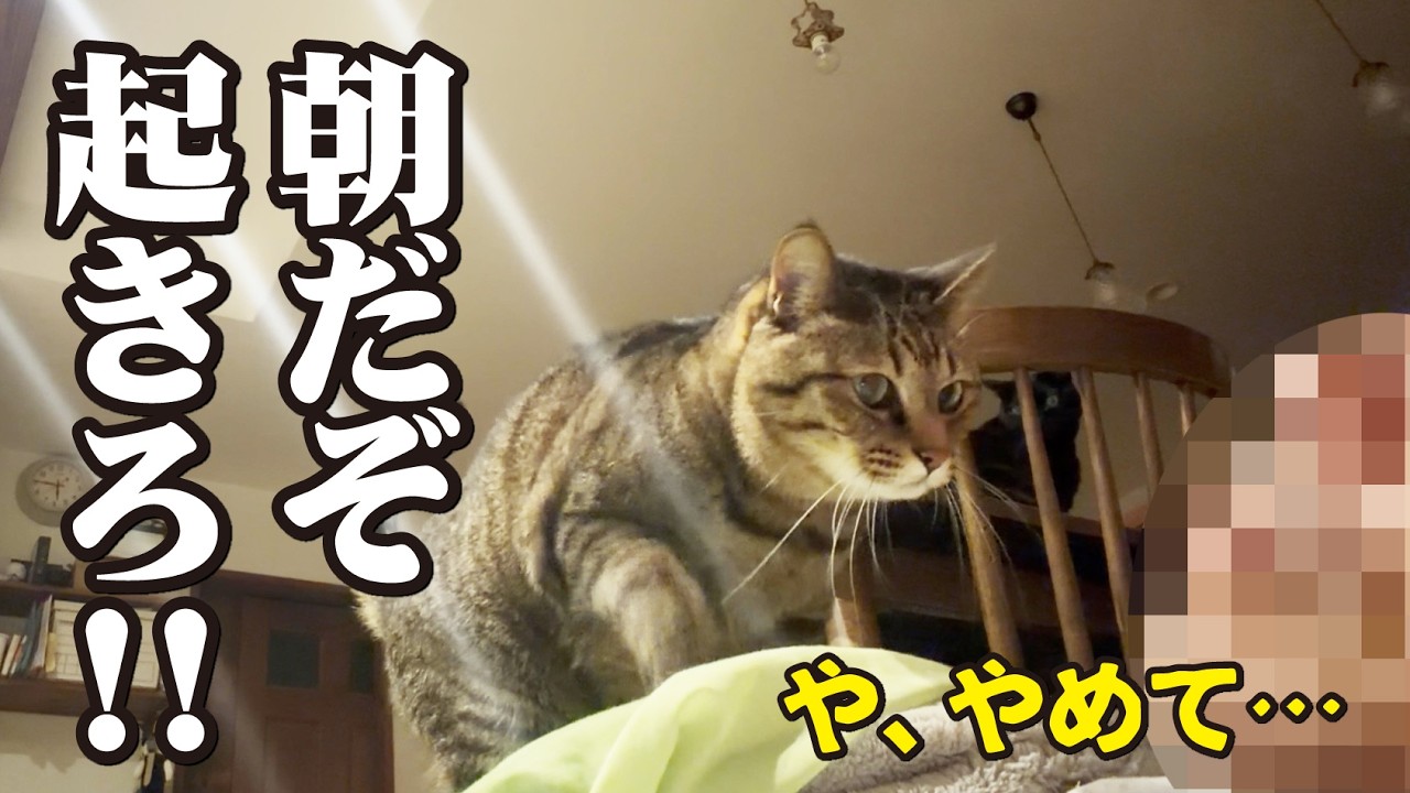 4匹の猫と親父の慌ただしくも幸せな朝の鉄の掟のルーティーン
