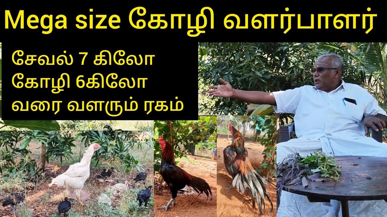 பெருஞ்சாதி  கோழி வளர்ப்பில் இவ்வளவு விசயங்களா....? பயனுள்ள காணொளி.