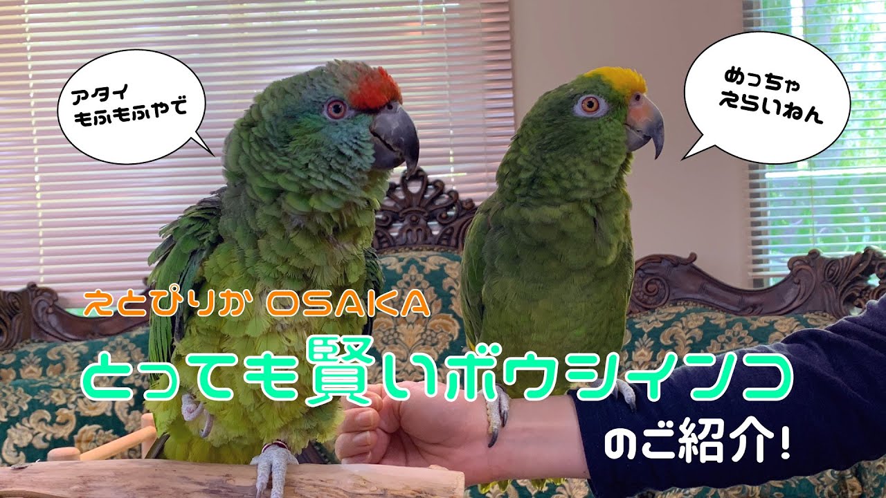 【えとぴりかOSAKA】お喋りはもちろん！芸も得意！なインコ！【ボウシインコ】