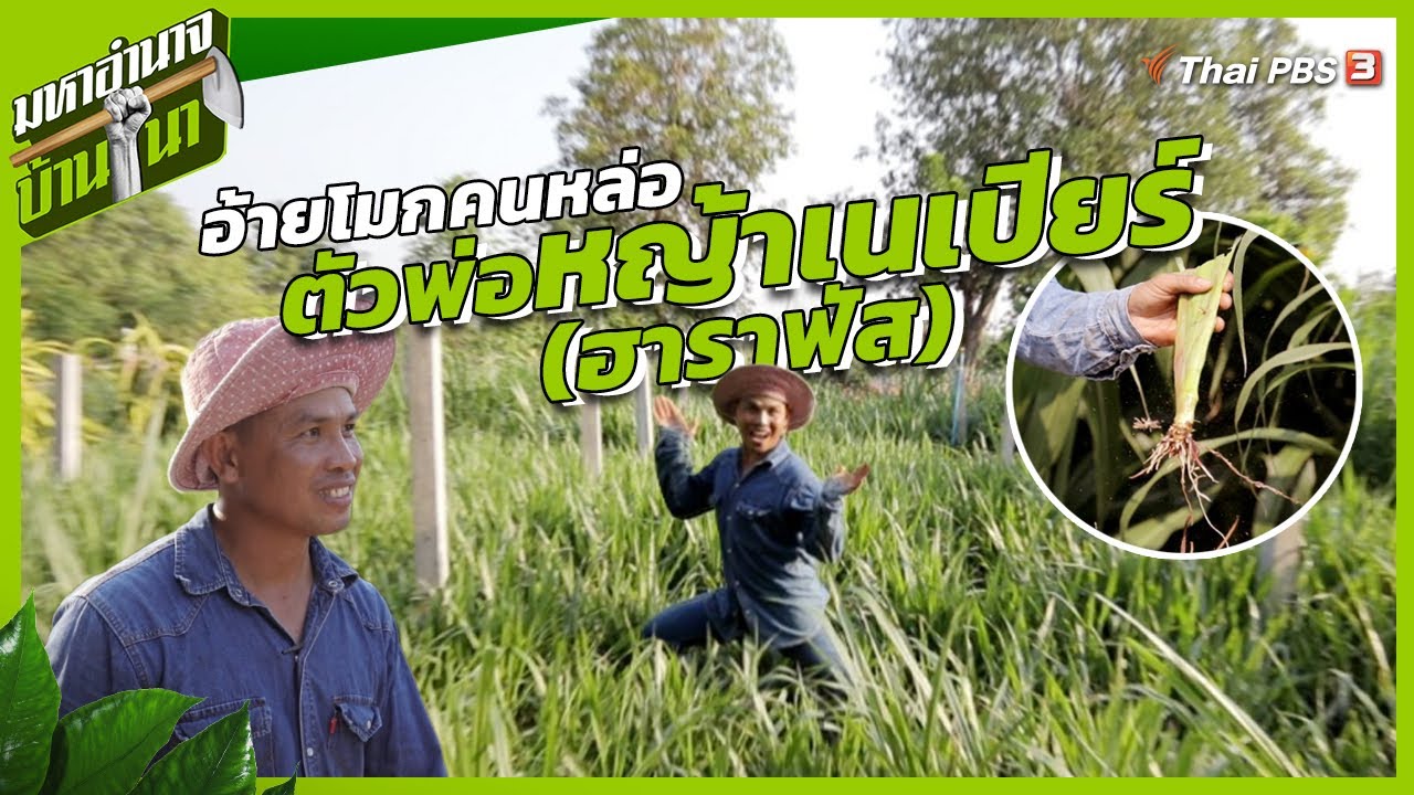 อ้ายโมกคนหล่อ ตัวพ่อหญ้าเนเปียร์ (ฮาราฟัส) | มหาอำนาจบ้านนา