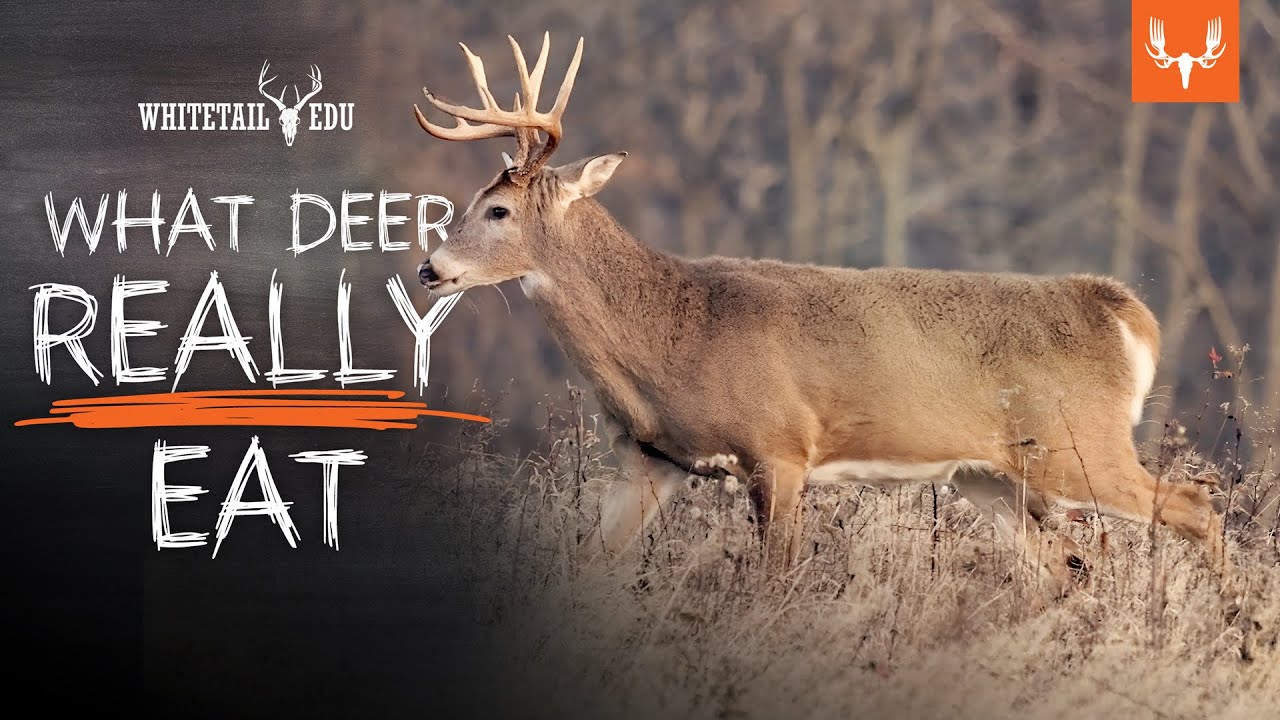 Что на самом деле едят олени и почему это важно | Whitetail EDU с Марком Кеньоном и Тони Петерсоном