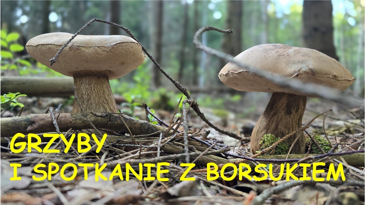 Grzyby i spotkanie z borsukiem