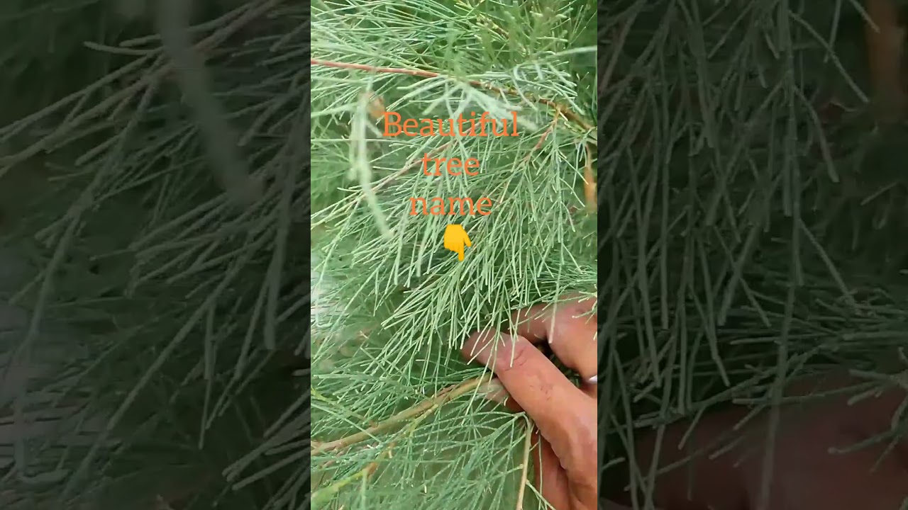 Tamarix aphylla , beautiful Indian tree, zero care tree, beautiful leaf tree, farash tree
