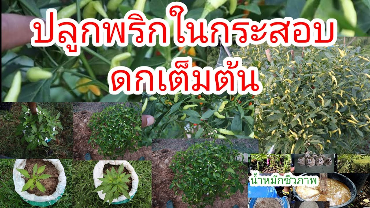พริกในกระสอบดกๆ  แก้ไขพริกใบหยิก รองก้นหลุมด้วยหญ้าสดๆ ??