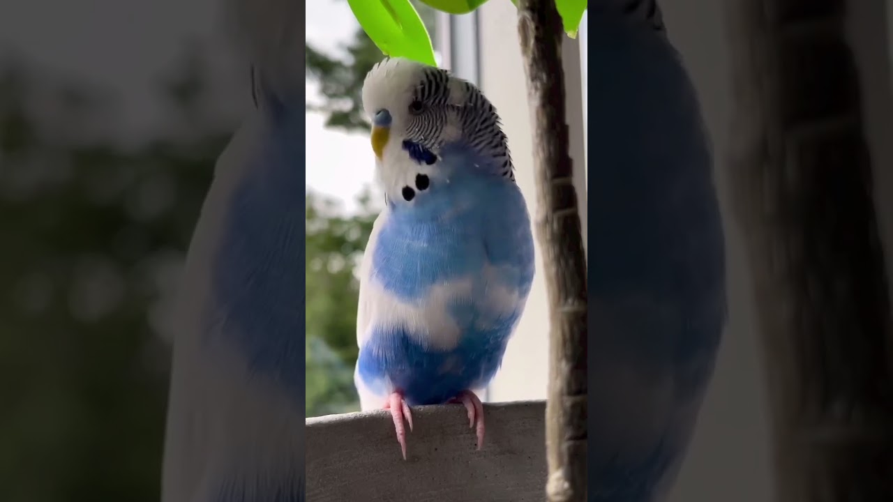 Suara Burung Parkit Jantan