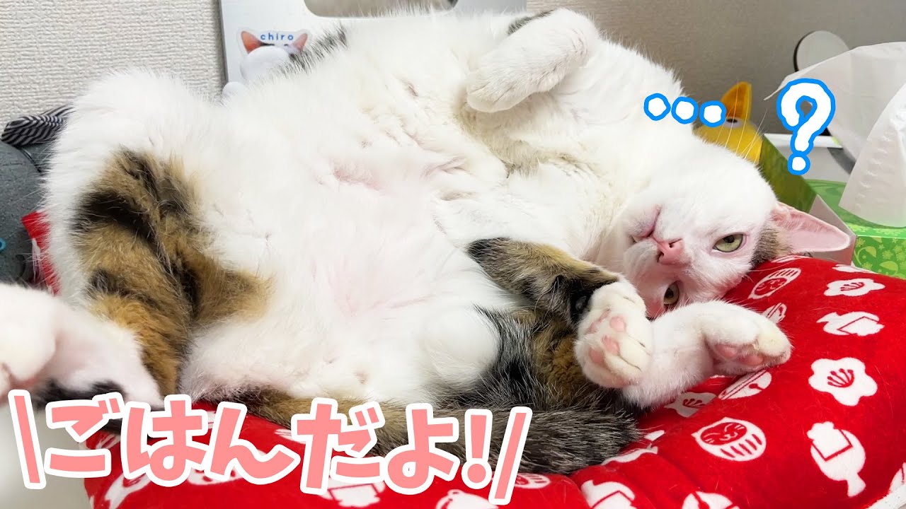 ご飯の時間を完全に忘れてる猫に「ごはん」と言うと…？