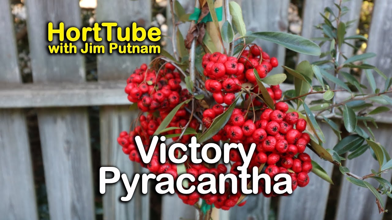 Victory Pyracantha - Home Landscaping