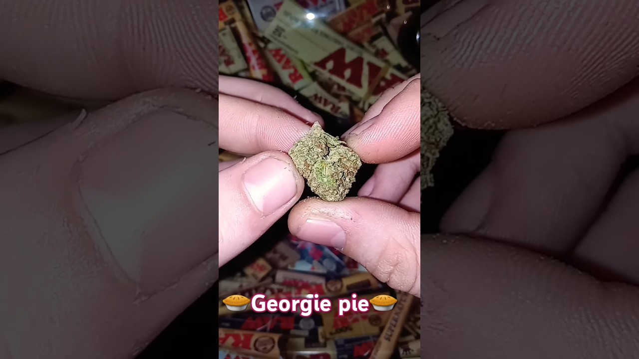 Thca weed strain review: Georgie pie 🥧 #shorts #420 #trending
