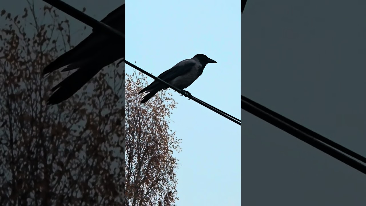 "Ворона каркнула - сыр выпал..." The crow cawed - the cheese fell out... 