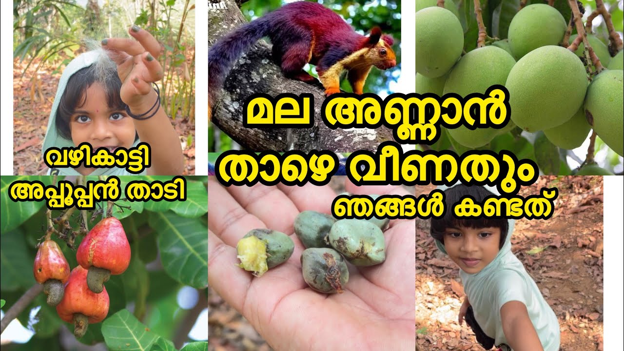 മലഅണ്ണാൻ😳അപ്പൂപ്പൻതാടി വഴി കാണിച്ച്…പറങ്കി പഴം..കൂട്ടത്തിൽ മാങ്ങയും 🍃#ഫോറസ്റ്റ് #forestlife 