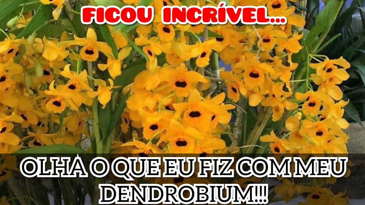 OLHA O QUE EU FIZ COM MEU DENDROBIUM FIMBRIATUM!!!