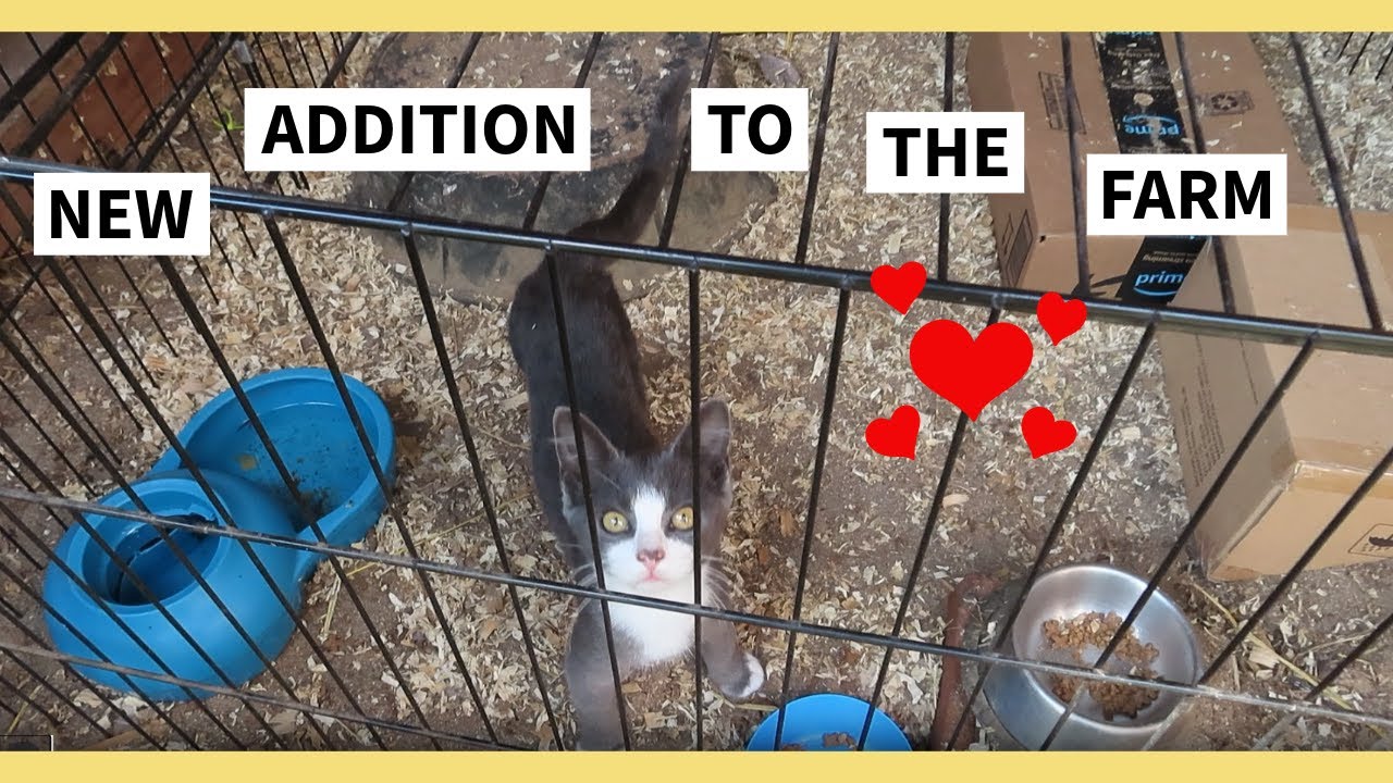 NEW KITTENS ON THE FARM!
