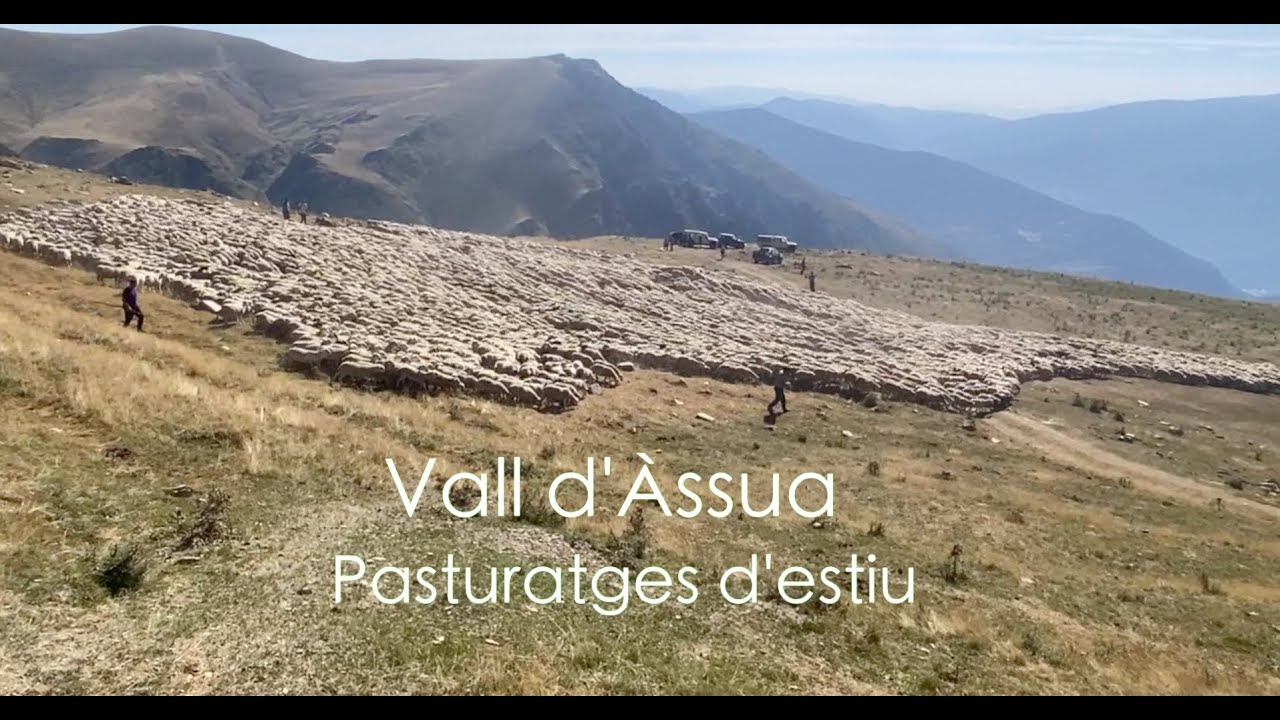 PASTURATGE ESTIU VALL D'ÀSSUA