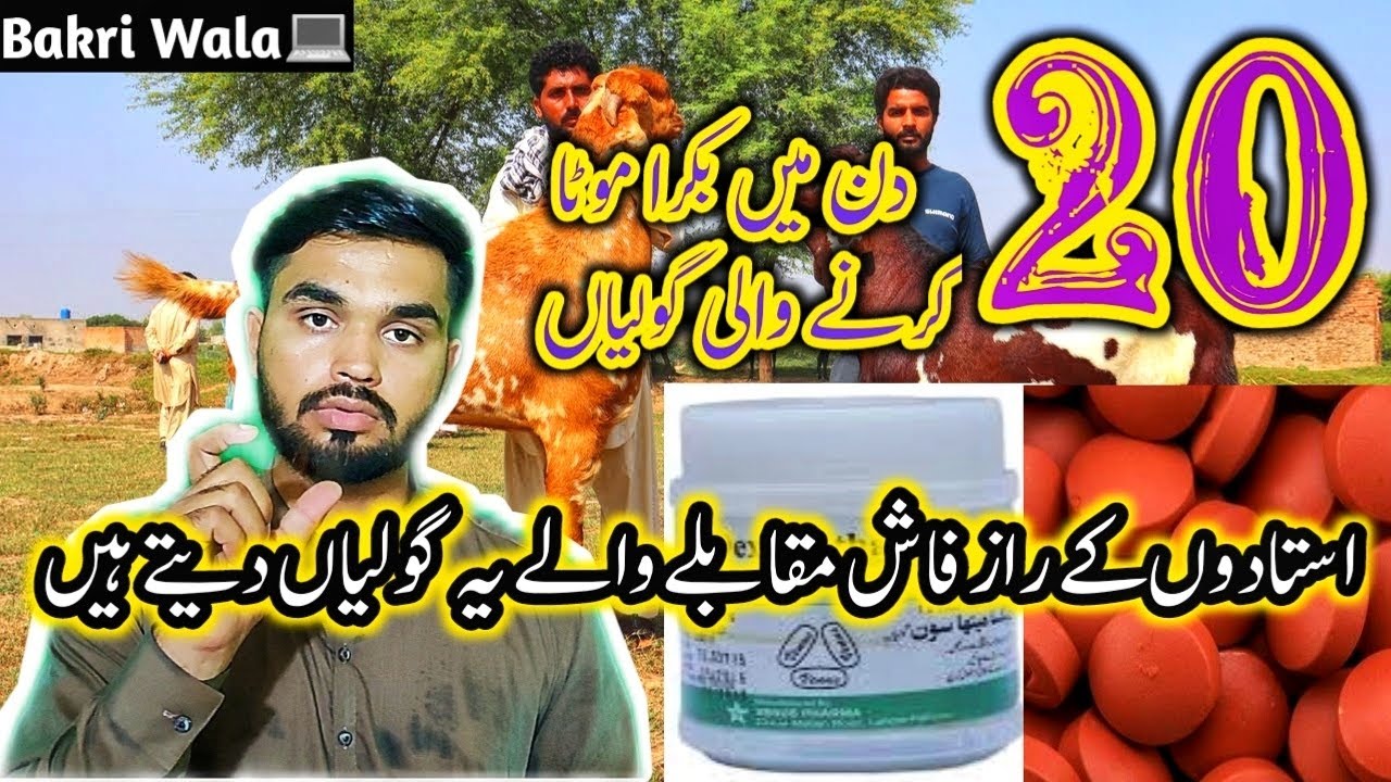 Qurbani ka bakra mota karne ka formula | tablets for goats fattening | bakri wala