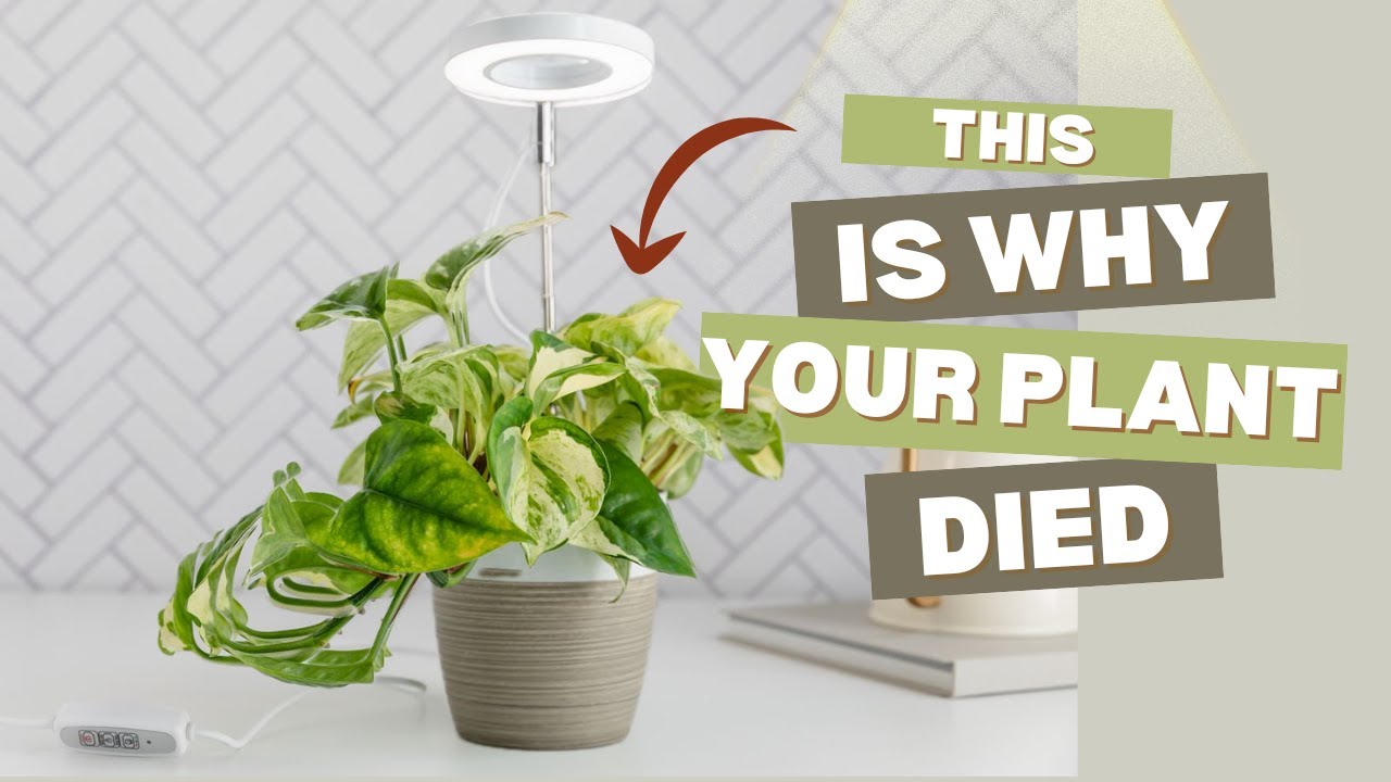 How to Stop Killing Plants - Top Mistakes I See & How to Avoid Them